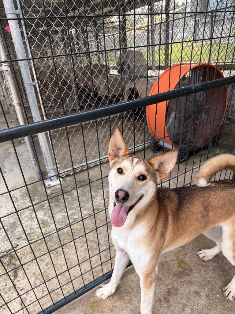 Auburn, Adoptable, Young Female Husky.