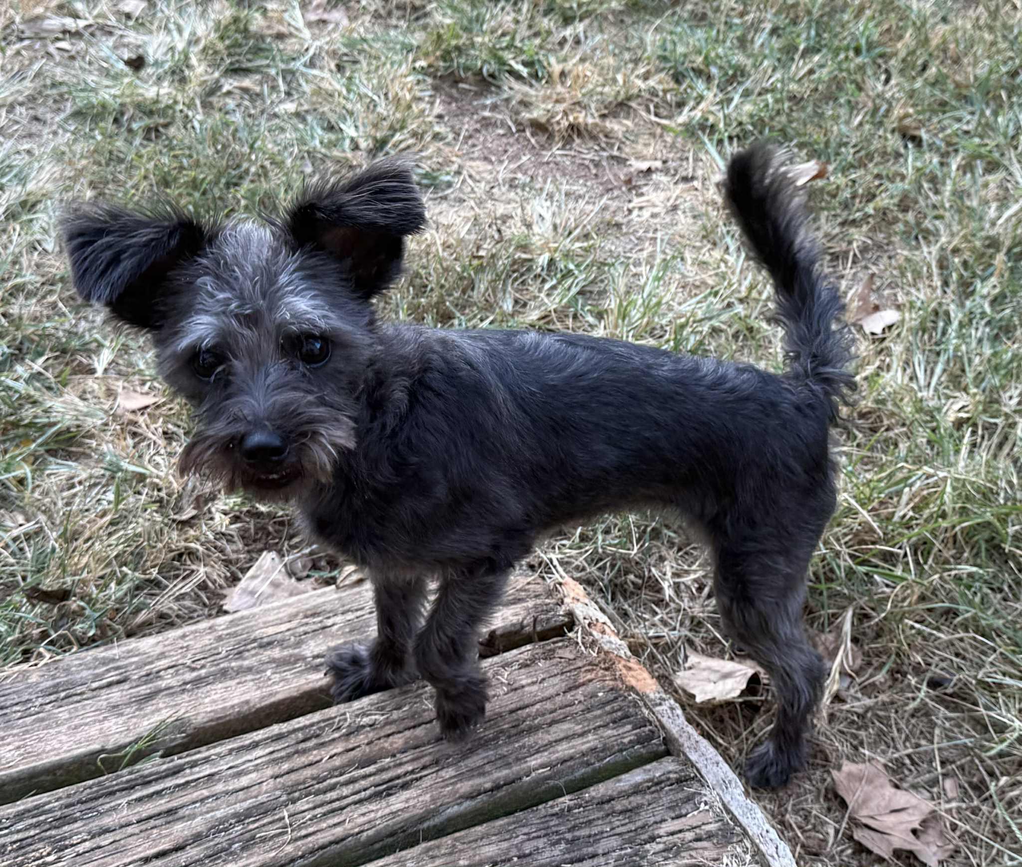 Mylie, Adopted, Puppy Female Poodle & Yorkshire Terrier.