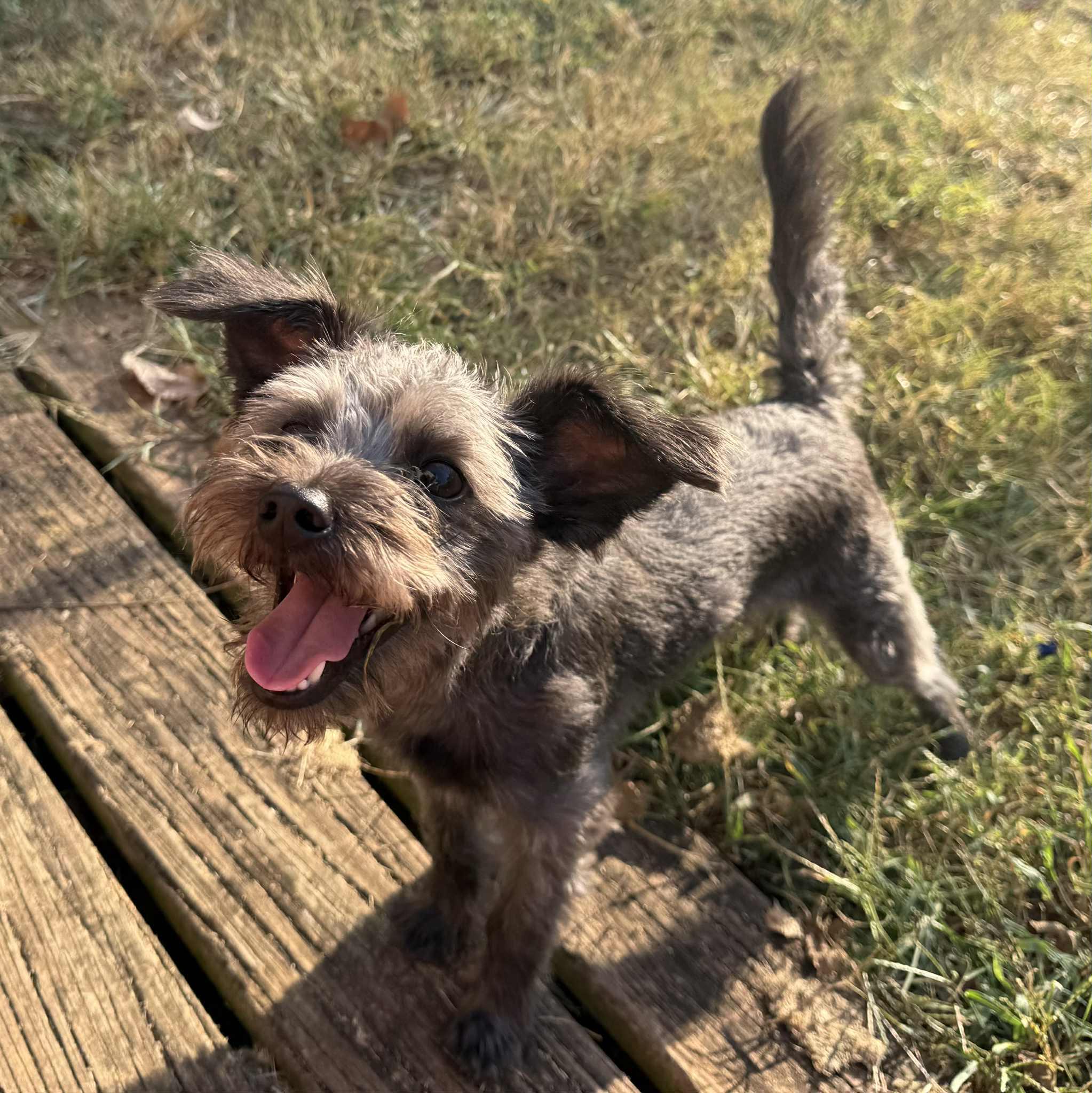 Enlarge Mylie, a Adopted mixed breed in Smyrna, GA image 3/3