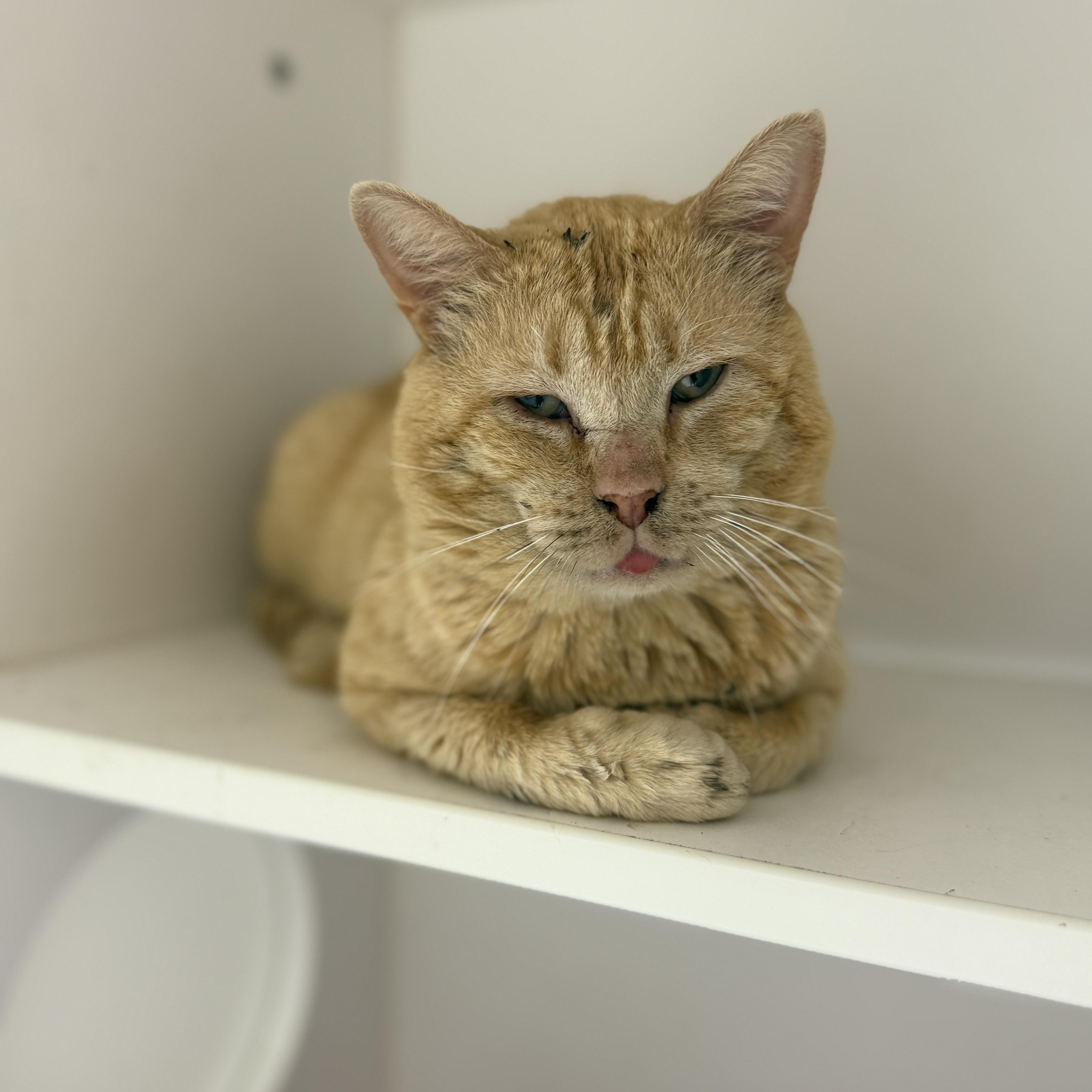 Dale, adoptable, Adult Male Domestic Short Hair.