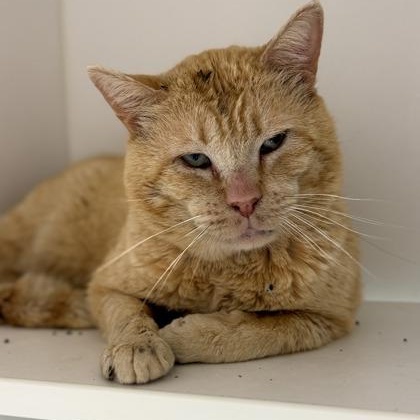 Dale, an adoptable Domestic Short Hair in Springfield, MO image 3/3