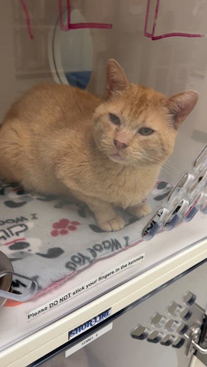 Enlarge Dale, an adoptable Domestic Short Hair in Springfield, MO video 2/3