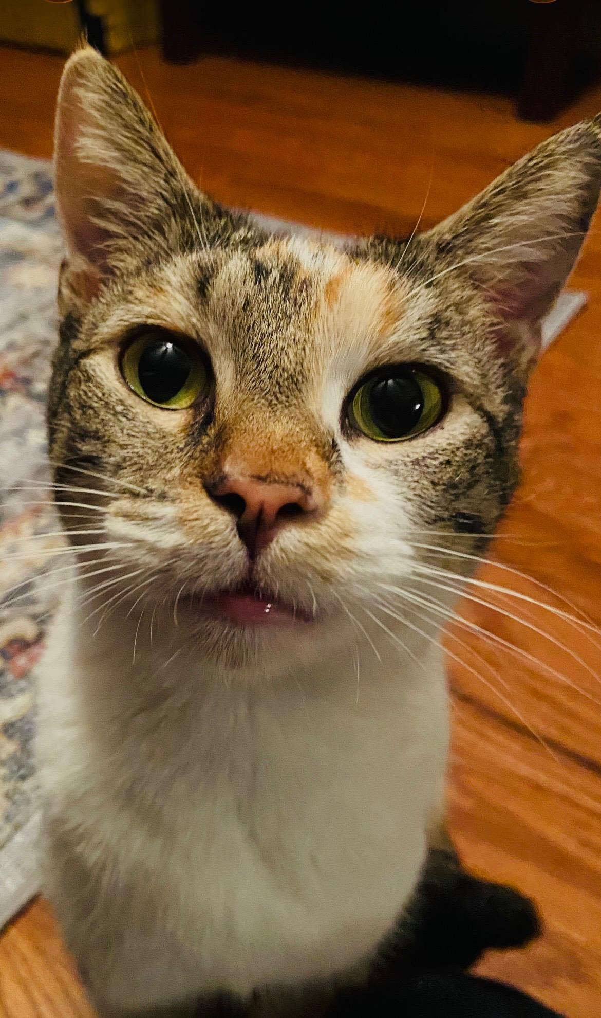 Bella (pse), a ADOPTABLE Calico in Simpsonville, SC image 4/4