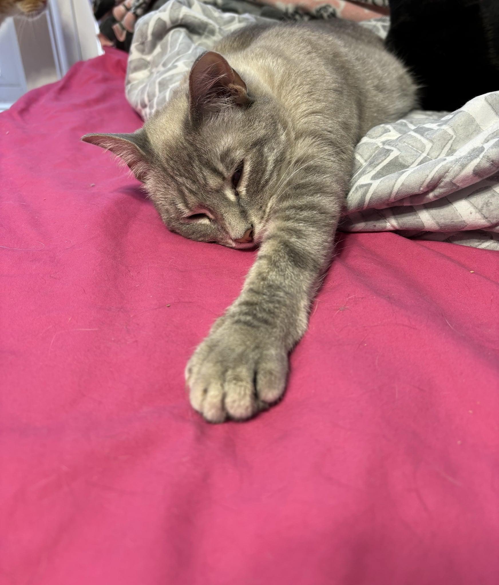 Roly Poly & Sweet Pea Love Bug- BONDED PAIR, Adopted, Adult Female Domestic Short Hair.