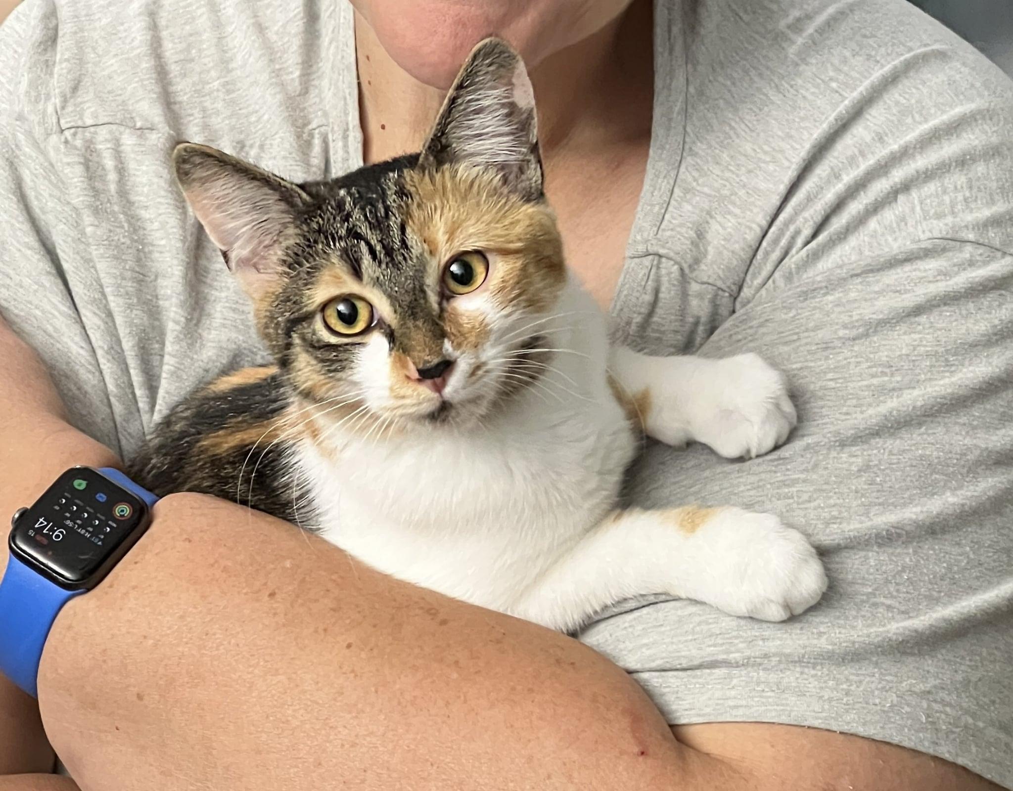 Enlarge Roly Poly & Sweet Pea Love Bug- BONDED PAIR, a Adopted Domestic Short Hair in Woodstock, CT image 3/5