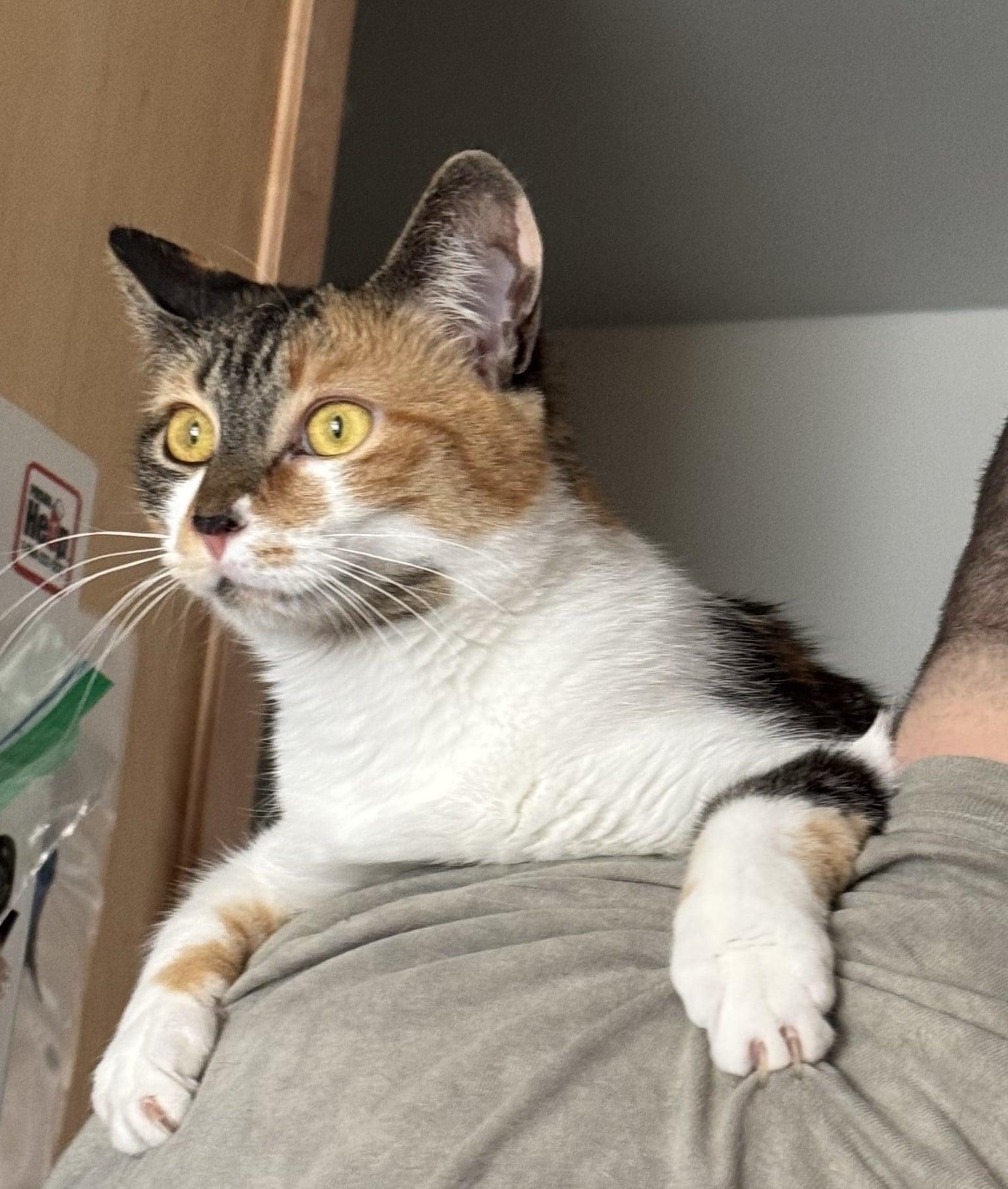 Enlarge Roly Poly & Sweet Pea Love Bug- BONDED PAIR, a Adopted Domestic Short Hair in Woodstock, CT image 5/5