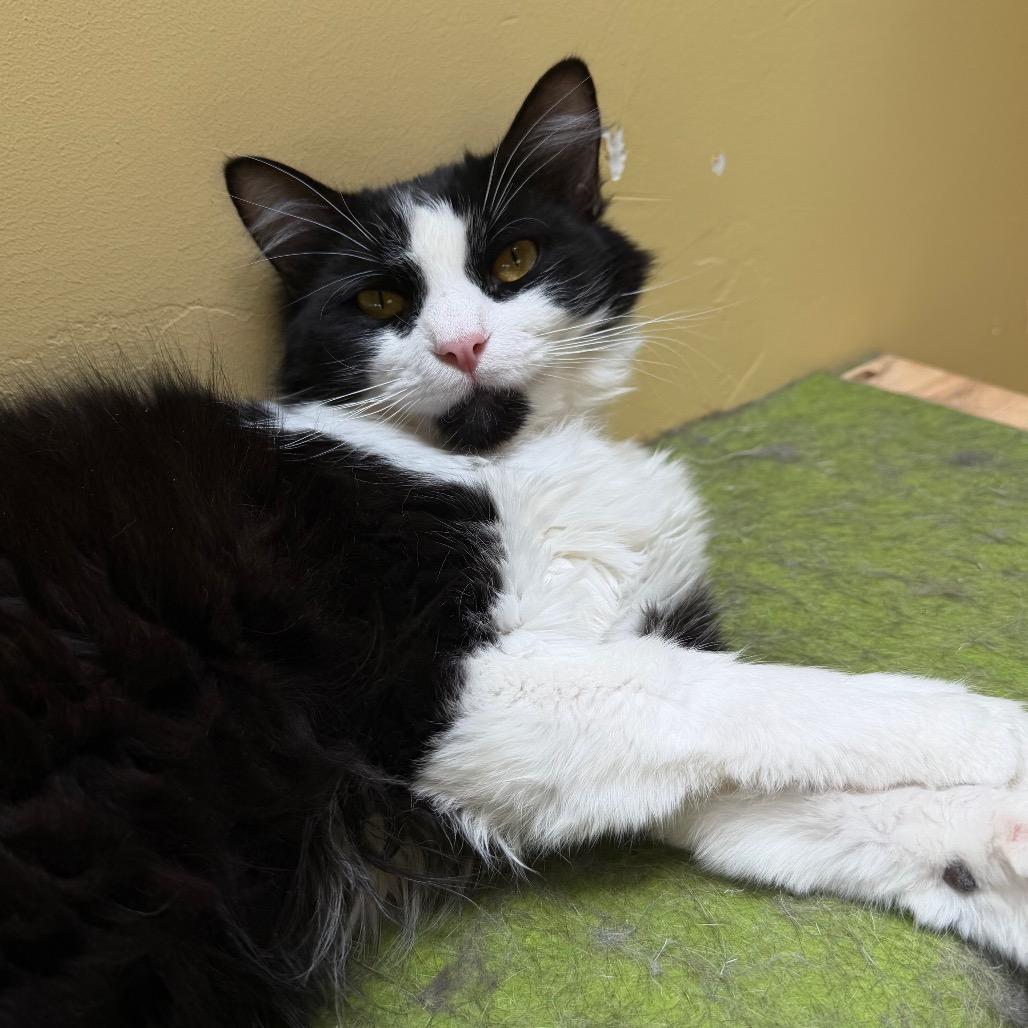 Ludwig, Adoptable, Young Male Domestic Medium Hair.