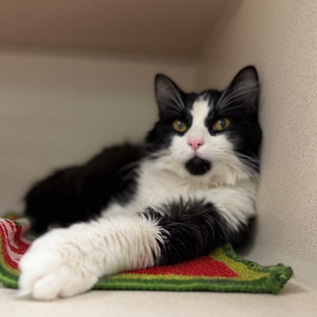 Ludwig, Adoptable, Young Male Domestic Medium Hair.