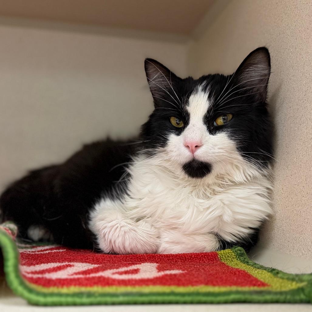 Enlarge Ludwig, a Adoptable Domestic Medium Hair in Durango, CO image 2/5