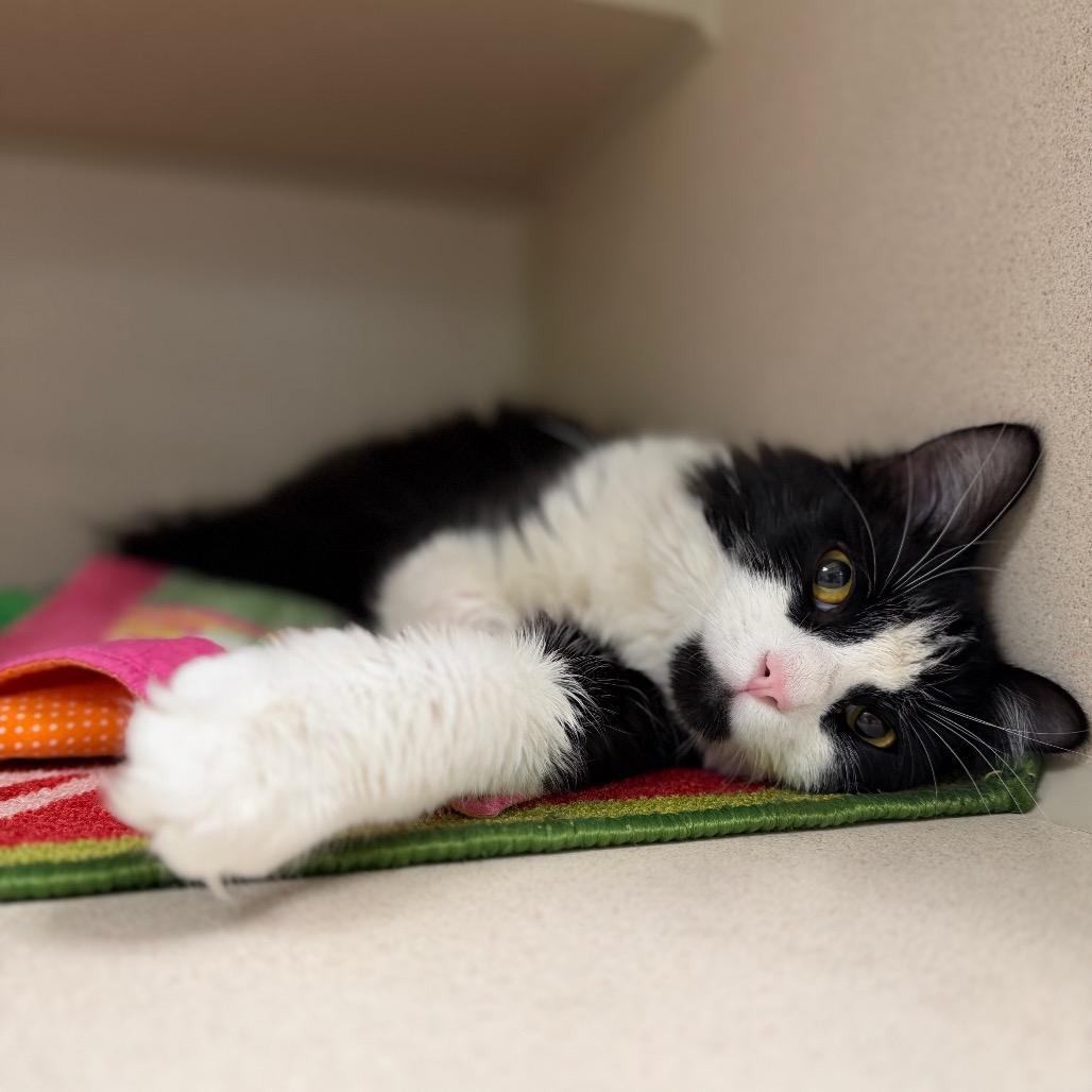 Enlarge Ludwig, a Adoptable Domestic Medium Hair in Durango, CO image 4/5
