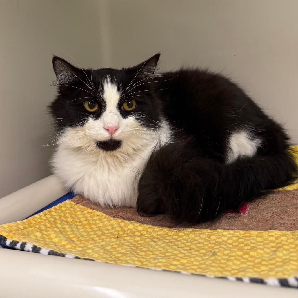 Enlarge Ludwig, a Adoptable Domestic Medium Hair in Durango, CO image 5/5