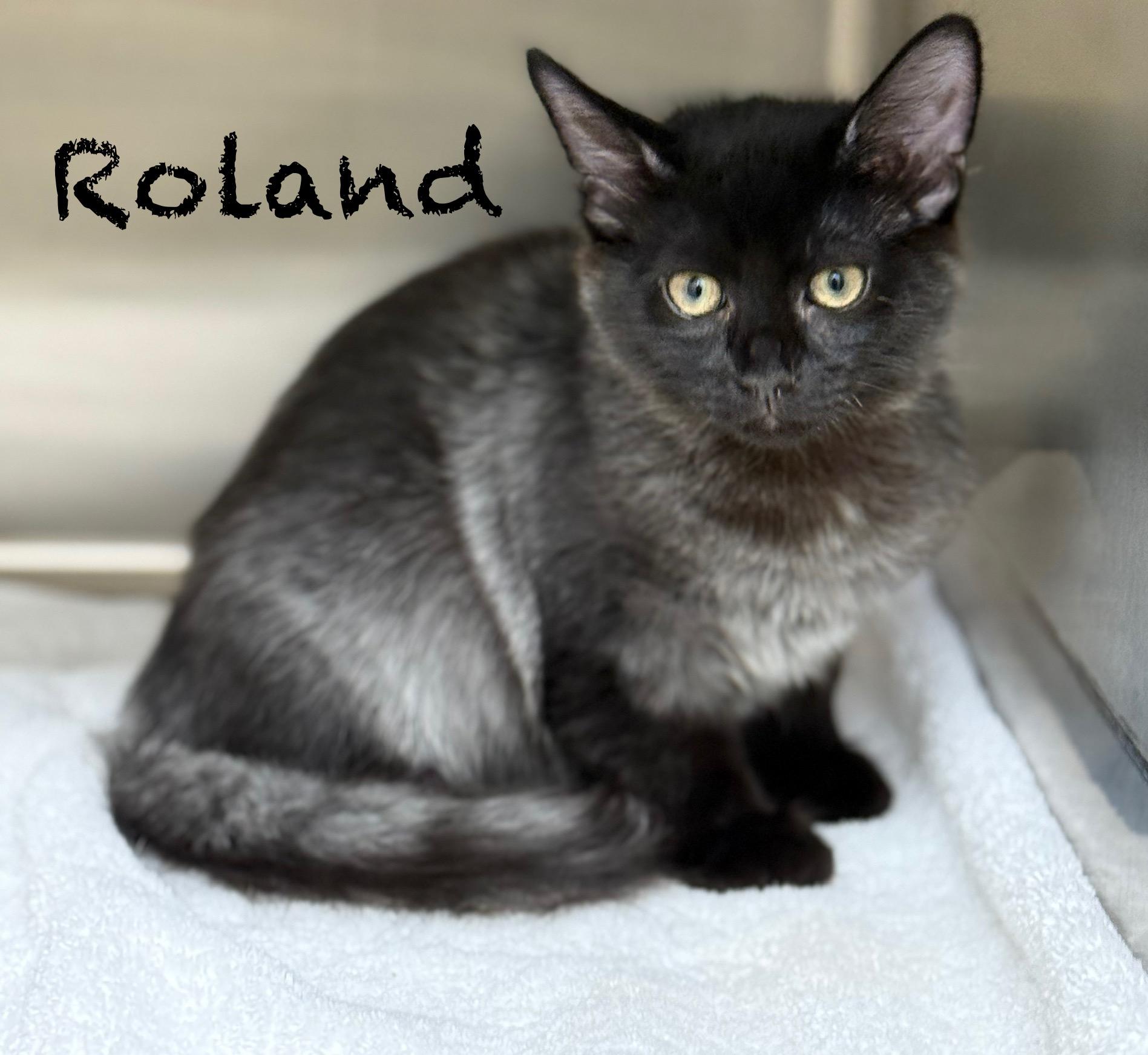 Roland, Baby Male unknown