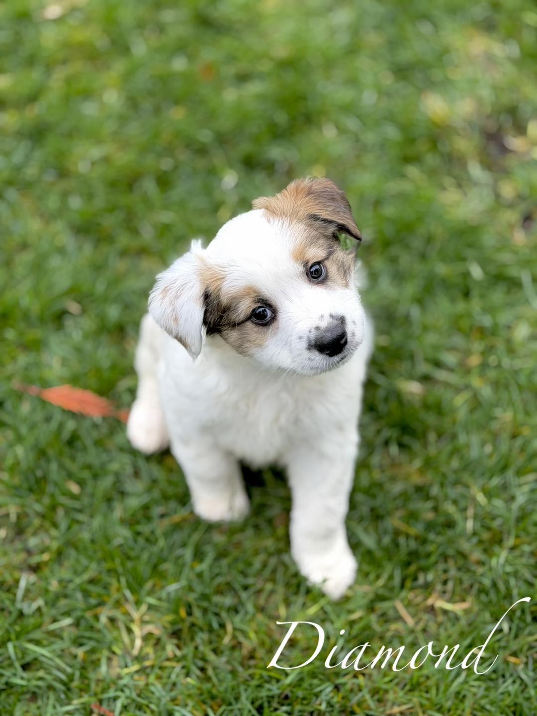 Diamond, Adoptable, Puppy Female Border Collie & Great Pyrenees.