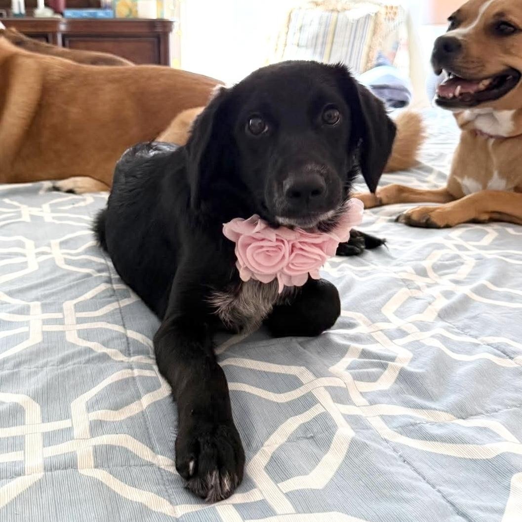 Raven, an adopted mixed breed in Denver, CO image 2/6