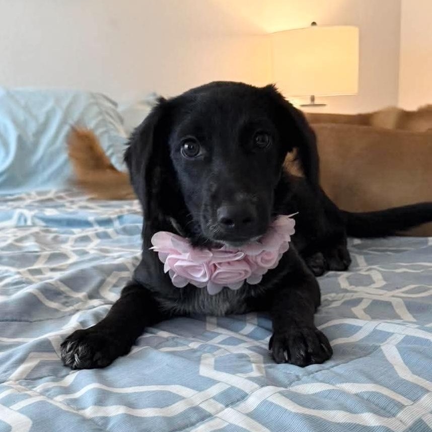 Raven, an adopted mixed breed in Denver, CO image 1/6