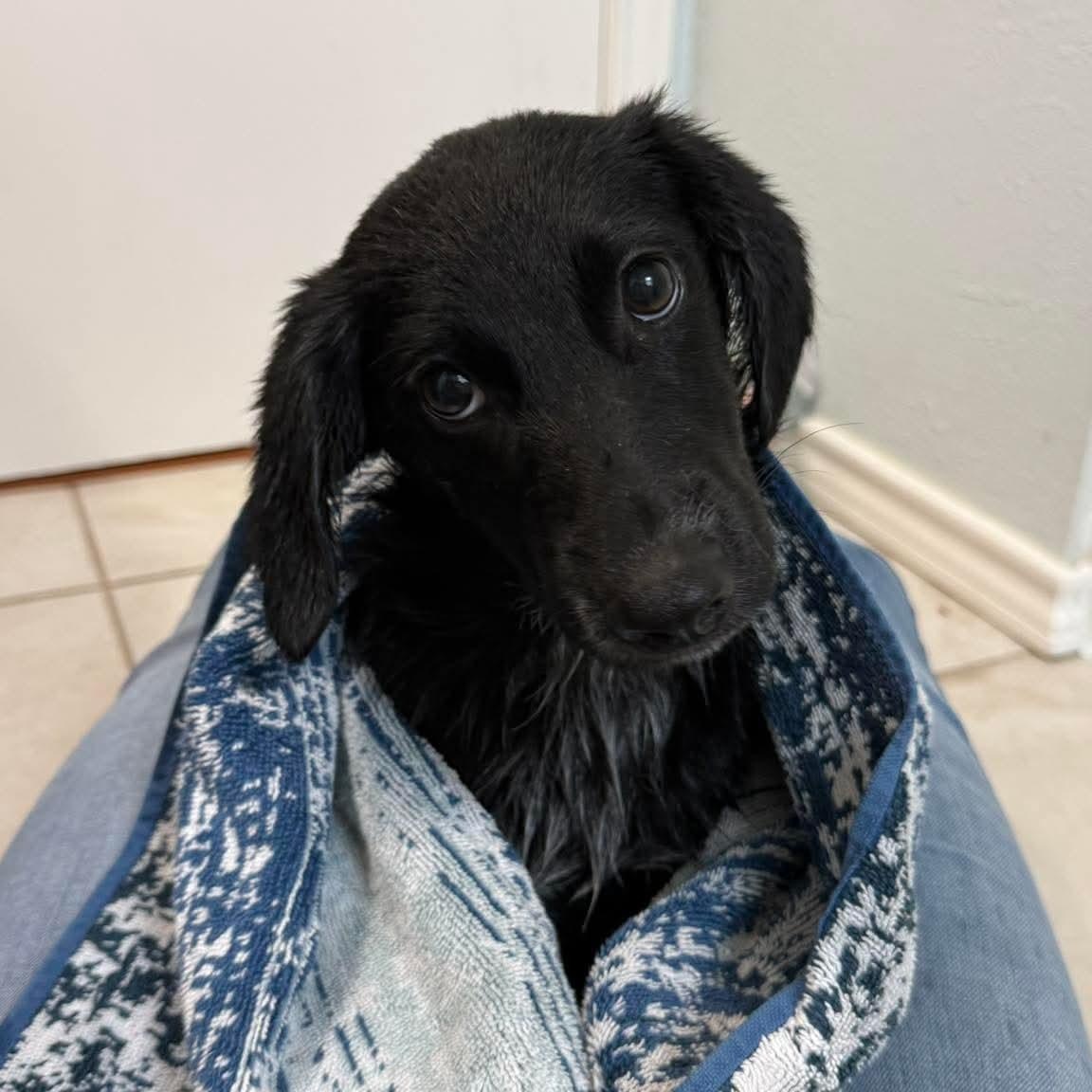 Raven, an adopted mixed breed in Denver, CO image 6/6