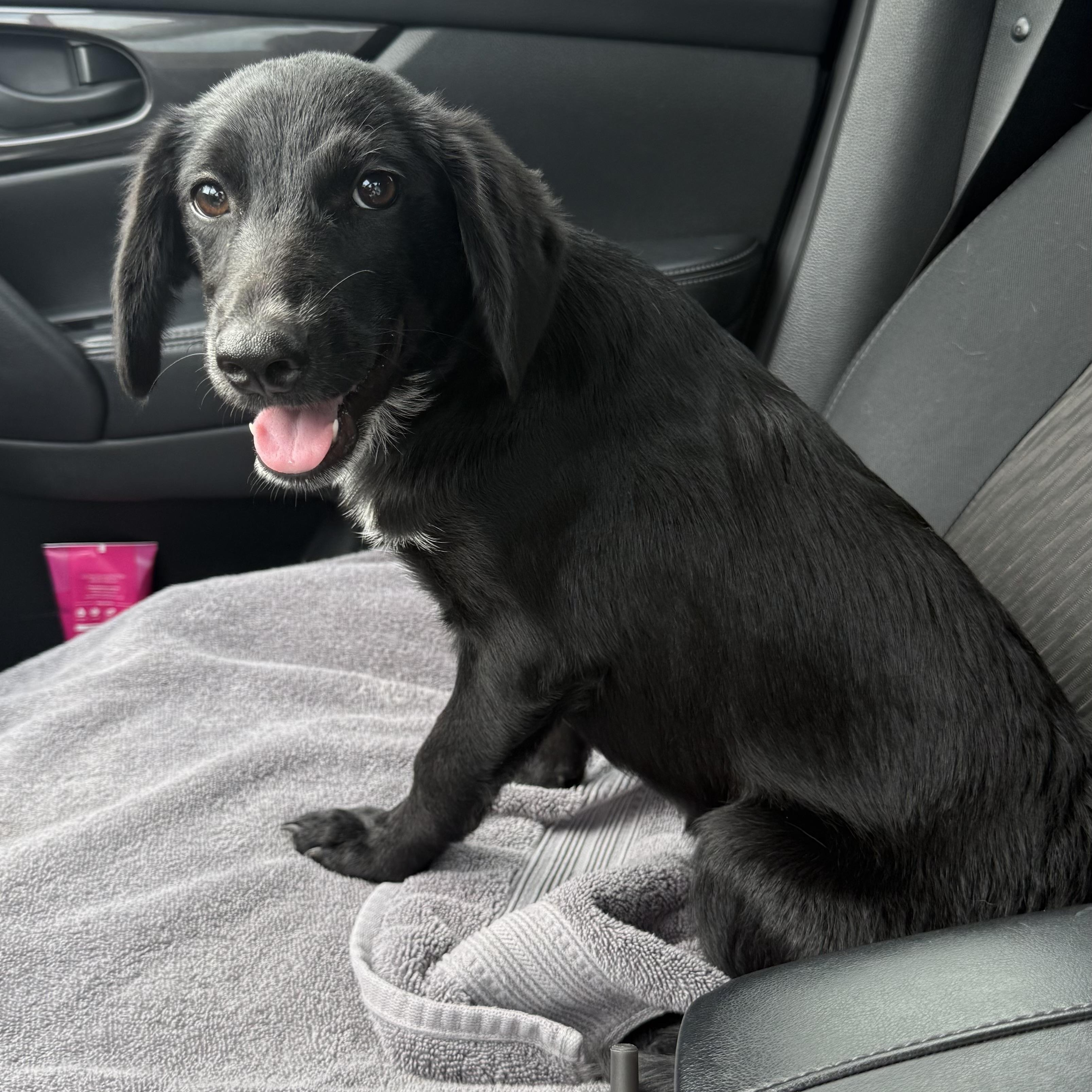 Raven, an adopted mixed breed in Denver, CO image 5/6