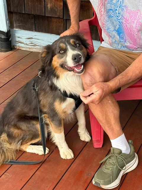 Bowie, adopted, Young Male Australian Shepherd.