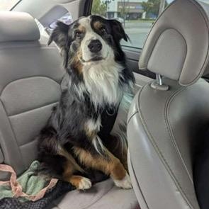 Bowie, an adopted Australian Shepherd in benicia, CA image 3/4