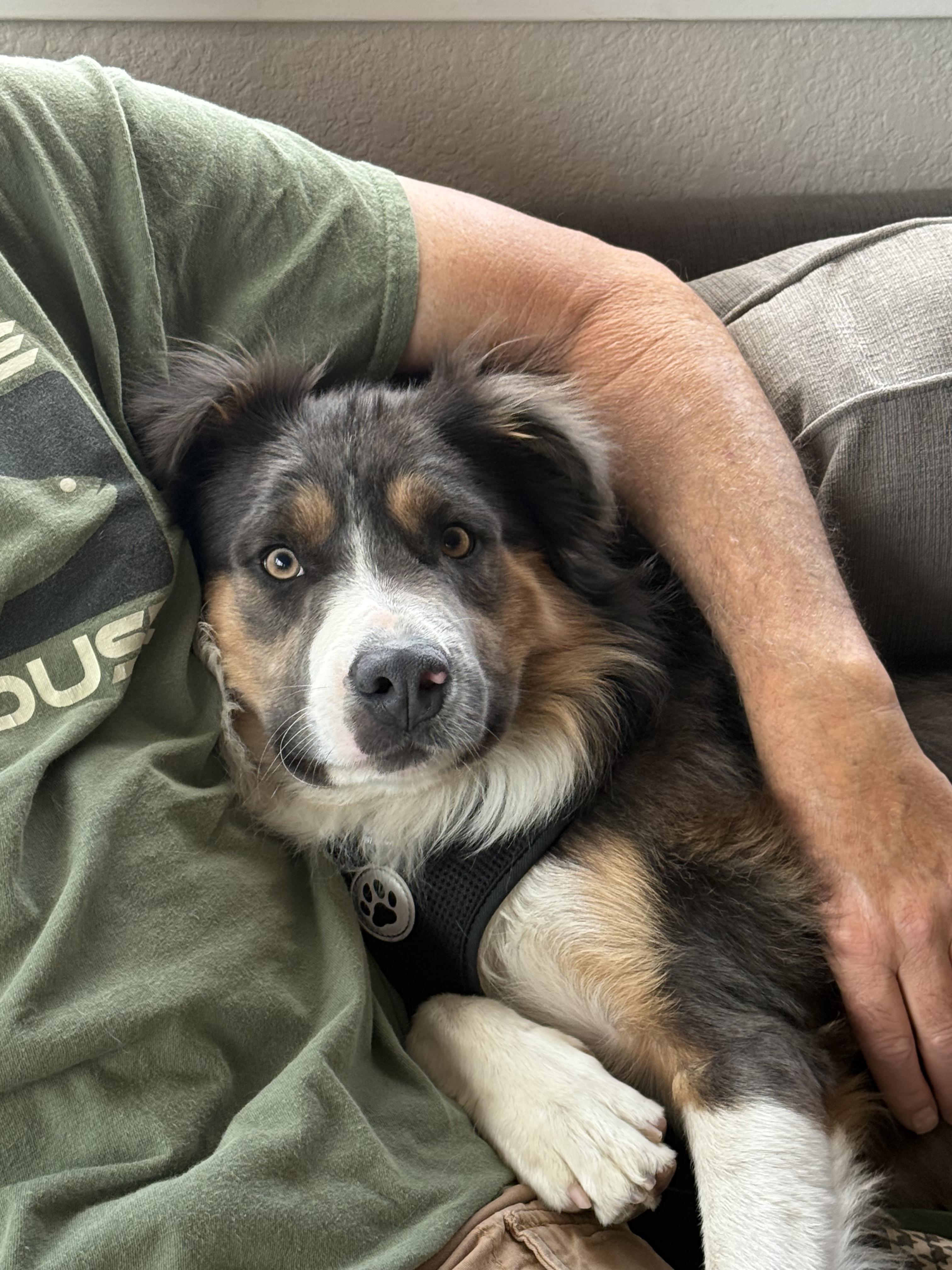 Bowie, an adopted Australian Shepherd in benicia, CA image 4/4