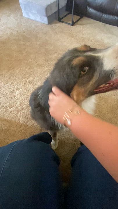 Enlarge Bowie, an adopted Australian Shepherd in benicia, CA video 2/4