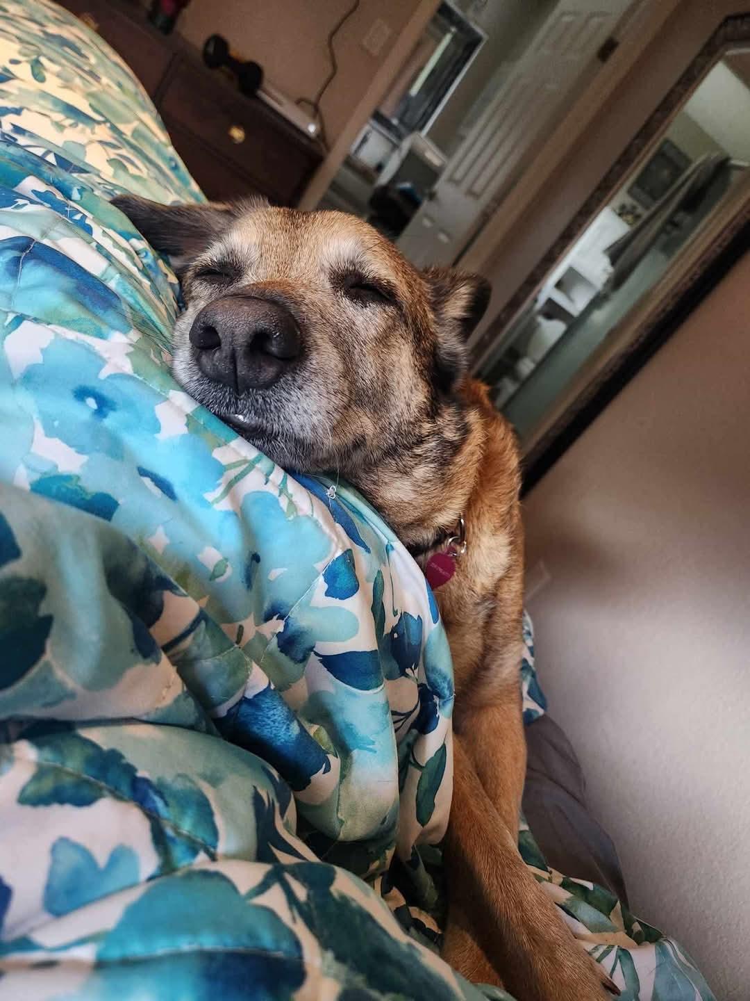 Sara, a Adoptable mixed breed in Clovis, CA image 2/5