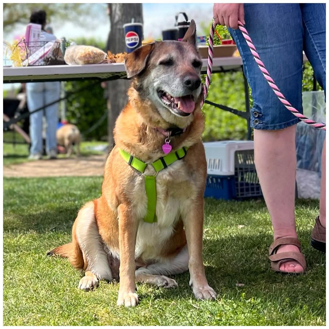 Sara, a Adoptable mixed breed in Clovis, CA image 3/5