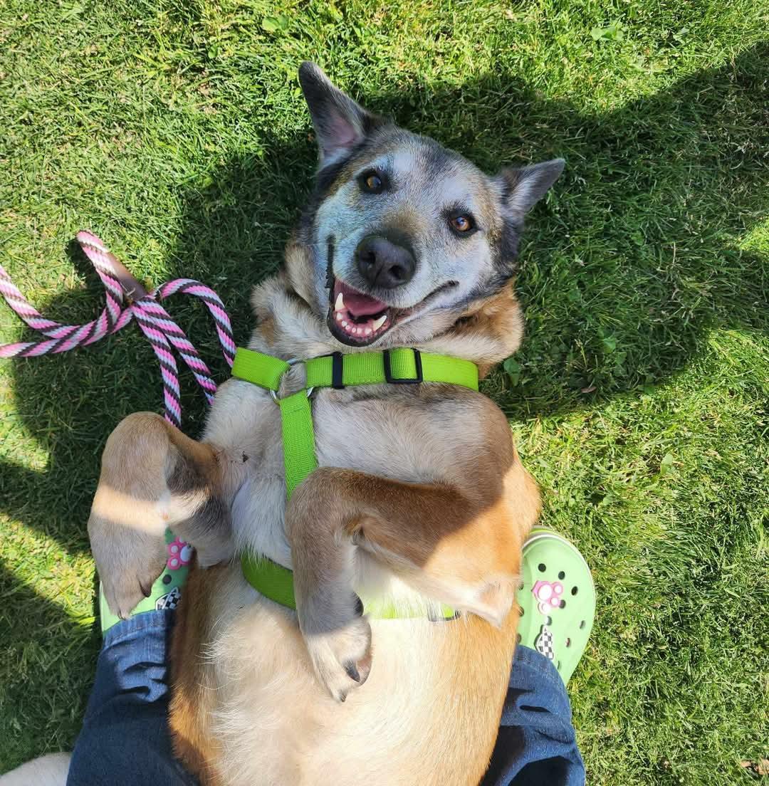 Sara, a Adoptable mixed breed in Clovis, CA image 1/5