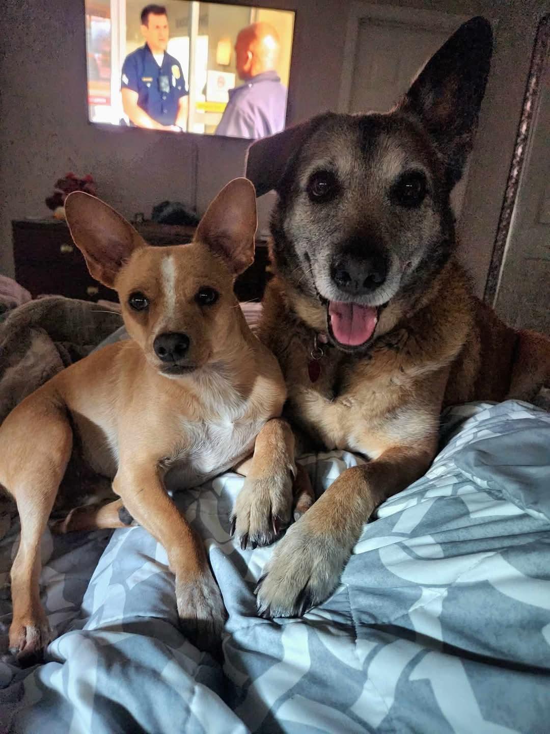 Sara, a Adoptable mixed breed in Clovis, CA image 5/5