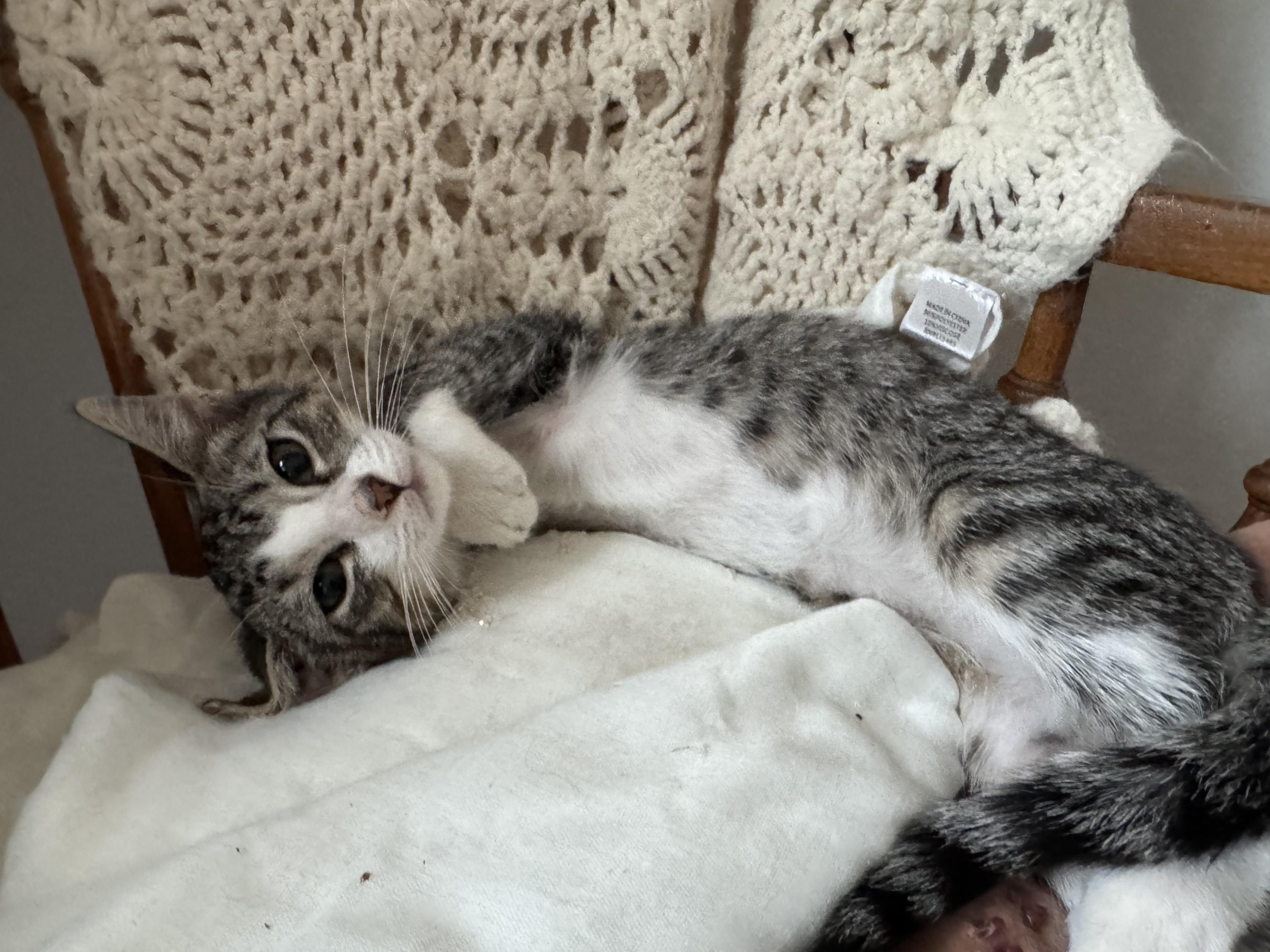 Enlarge Cocoa, a Adopted mixed breed in Hooper, NE image 1/5