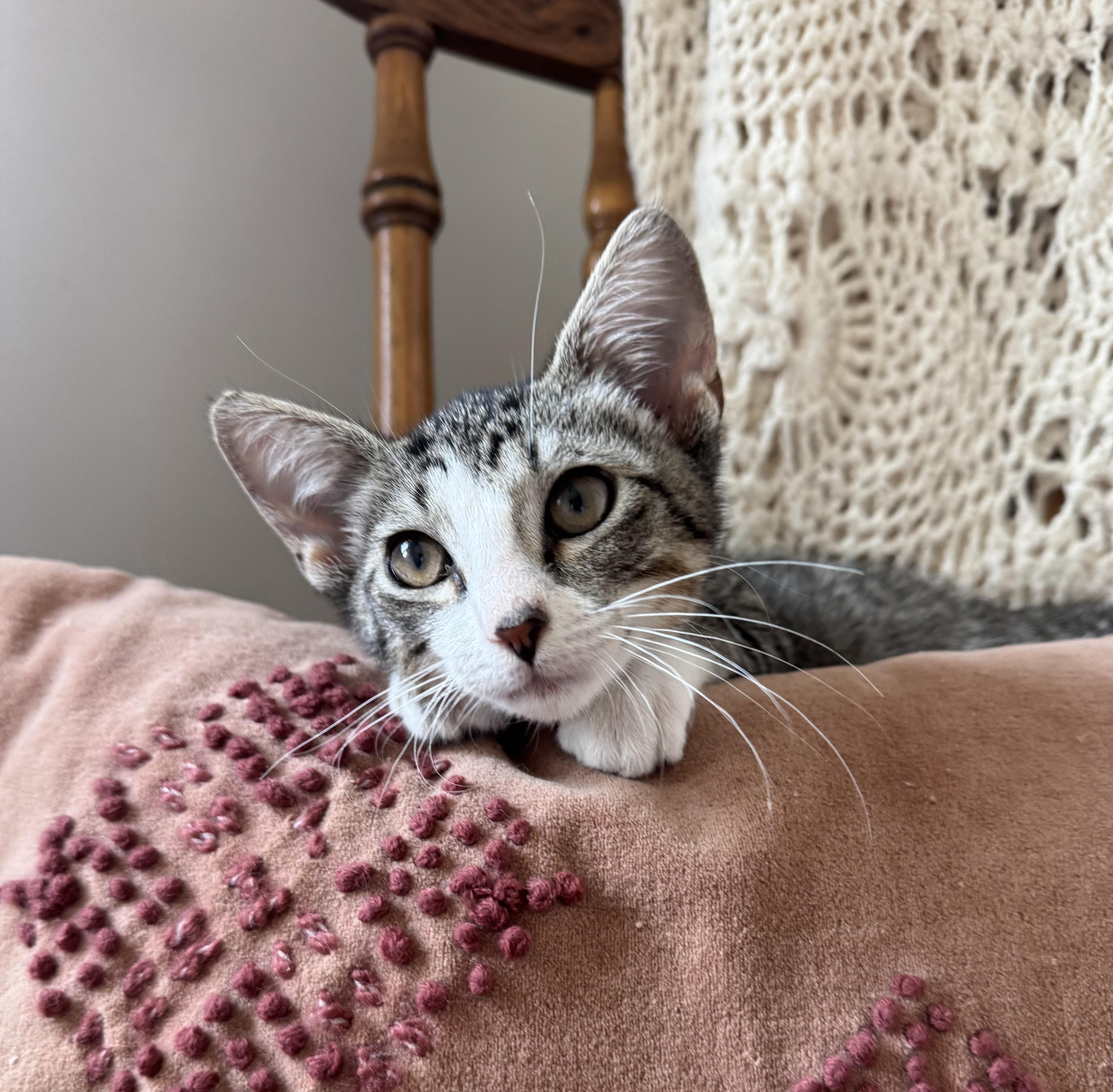 Enlarge Cocoa, a Adopted mixed breed in Hooper, NE image 2/5