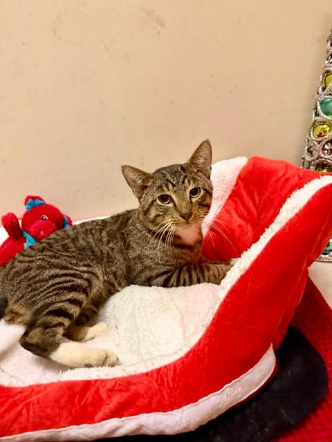 Enlarge Rex, a Adoptable Domestic Short Hair in Terre Haute, IN image 1/1