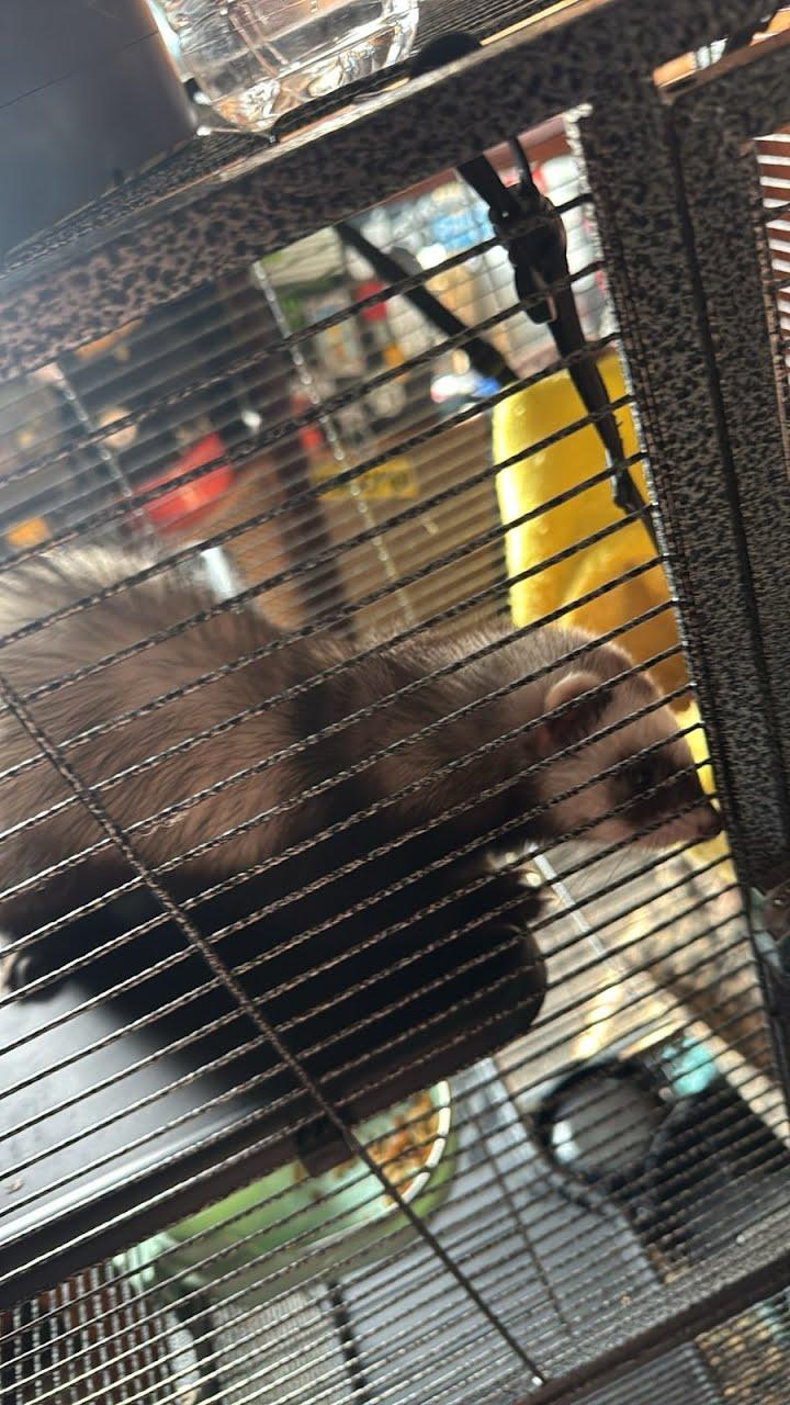 Enlarge Bear, Sassy & Max, a Adopted Ferret in LAKE ARIEL, PA image 1/3