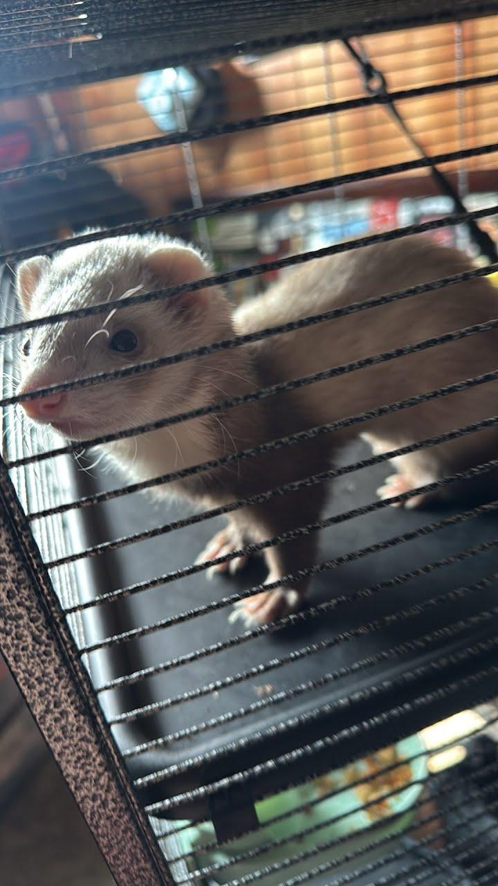 Enlarge Bear, Sassy & Max, a Adopted Ferret in LAKE ARIEL, PA image 2/3