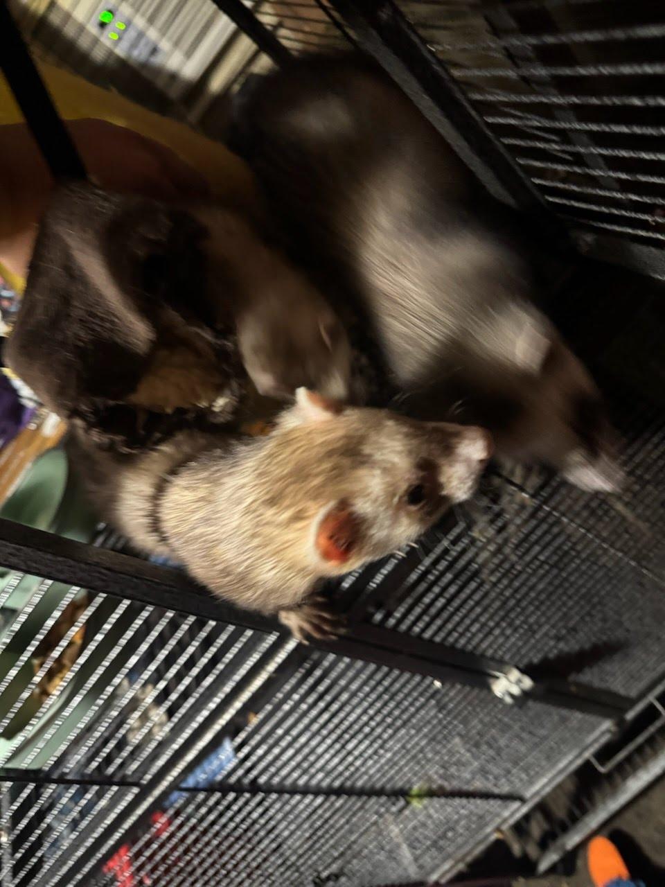 Enlarge Bear, Sassy & Max, a Adopted Ferret in LAKE ARIEL, PA image 3/3