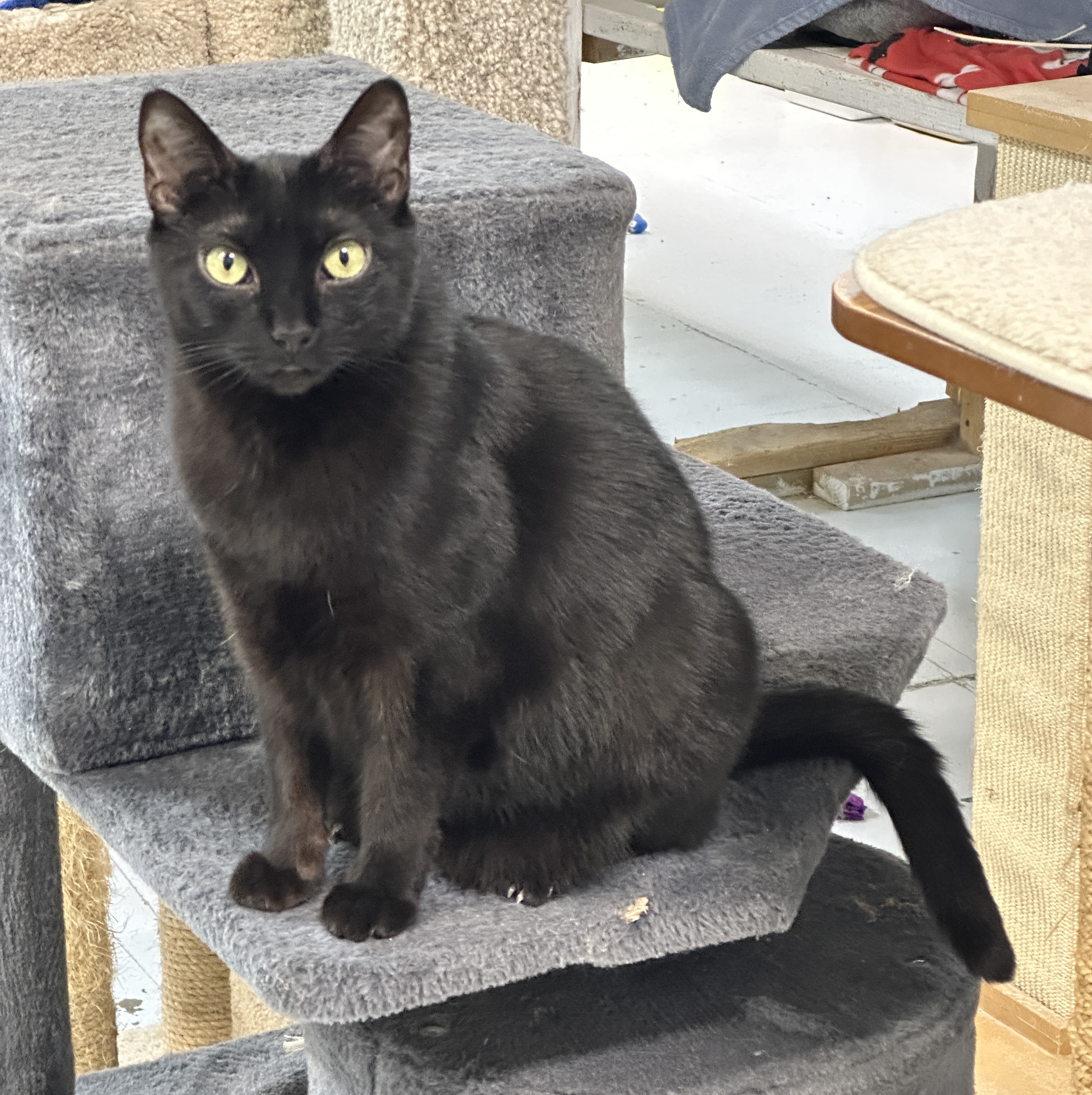 Enlarge Nina-Sensitive Skin & Stomach Diet, a Adoptable mixed breed in Anchorage, AK image 12/12