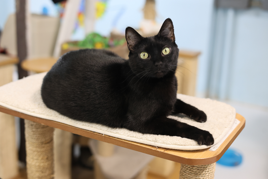 Enlarge Nina-Sensitive Skin & Stomach Diet, a Adoptable mixed breed in Anchorage, AK image 9/12