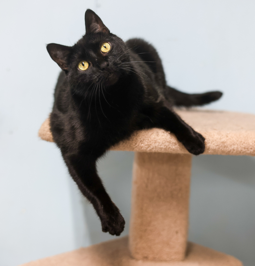 Enlarge Nina-Sensitive Skin & Stomach Diet, a Adoptable mixed breed in Anchorage, AK image 11/12