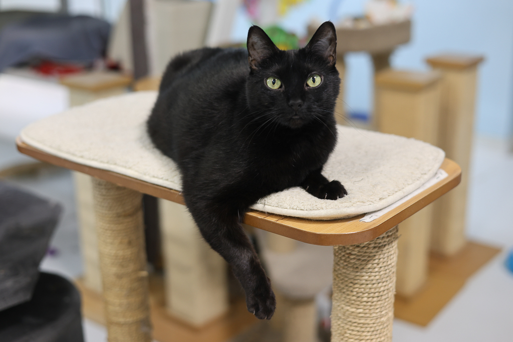 Nina-Sensitive Skin & Stomach Diet, a Adoptable mixed breed in Anchorage, AK image 1/12