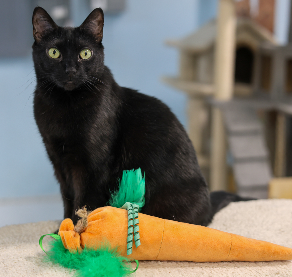 Enlarge Nina-Sensitive Skin & Stomach Diet, a Adoptable mixed breed in Anchorage, AK image 8/12