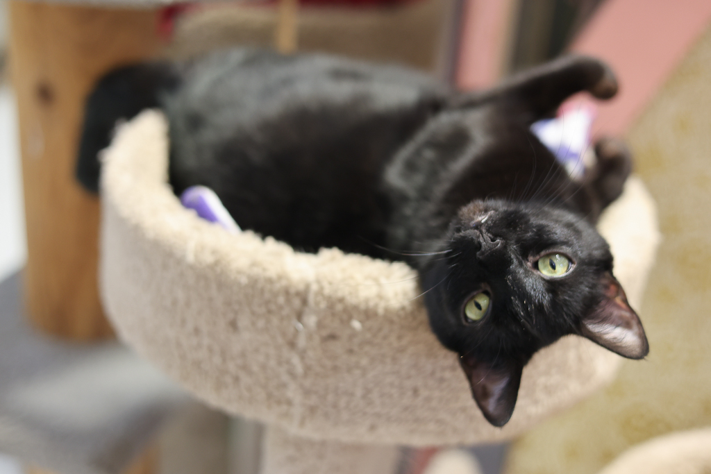 Enlarge Nina-Sensitive Skin & Stomach Diet, a Adoptable mixed breed in Anchorage, AK image 10/12