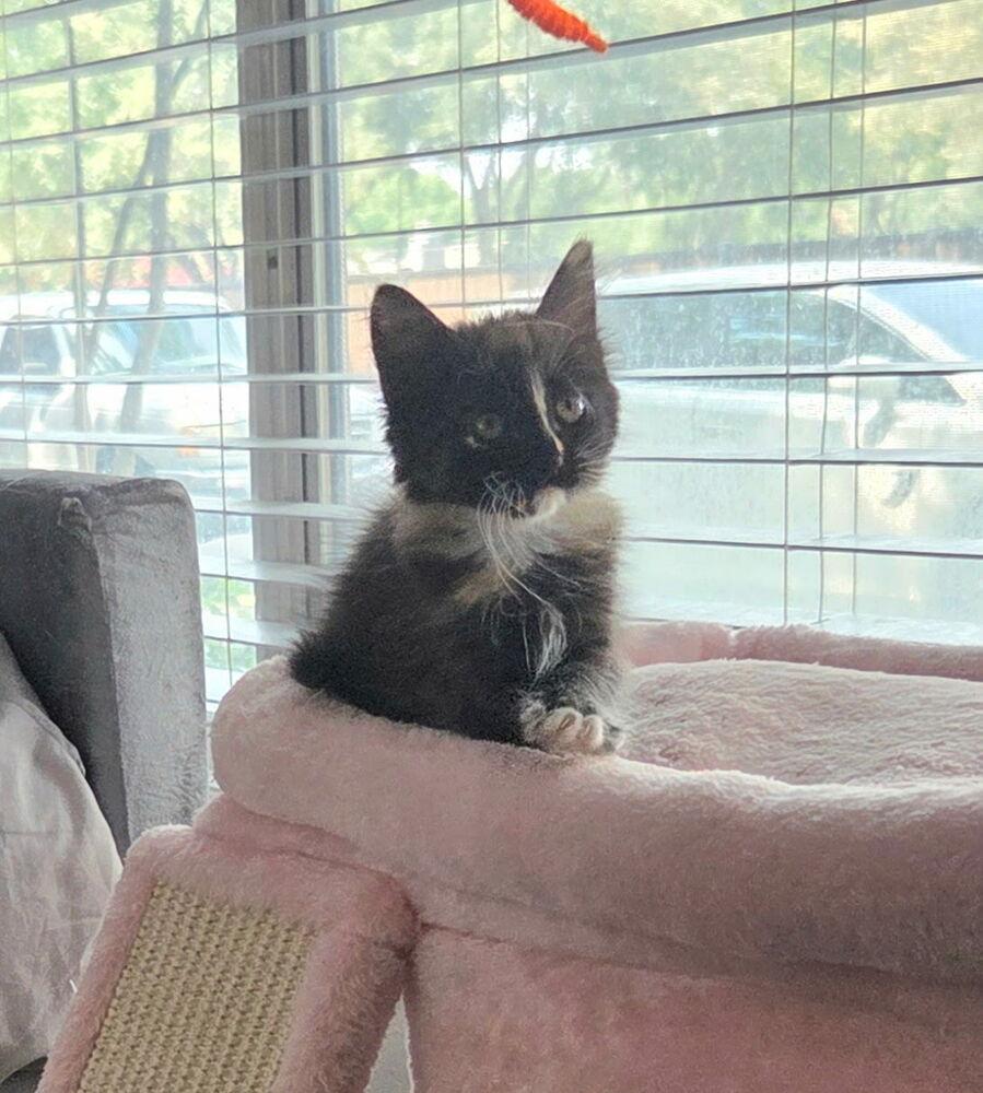 Brigid, a Adopted Maine Coon image 1/3