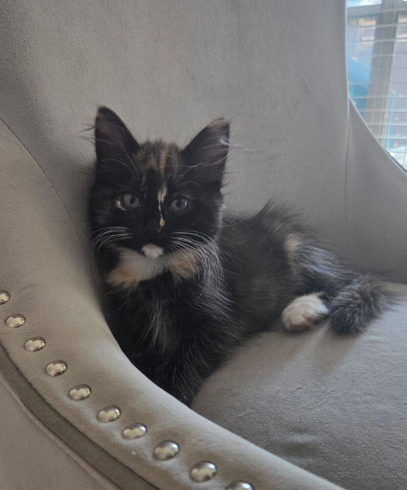 Brigid, a Adopted Maine Coon image 2/3