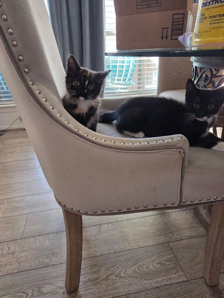 Brigid, a Adopted Maine Coon image 3/3