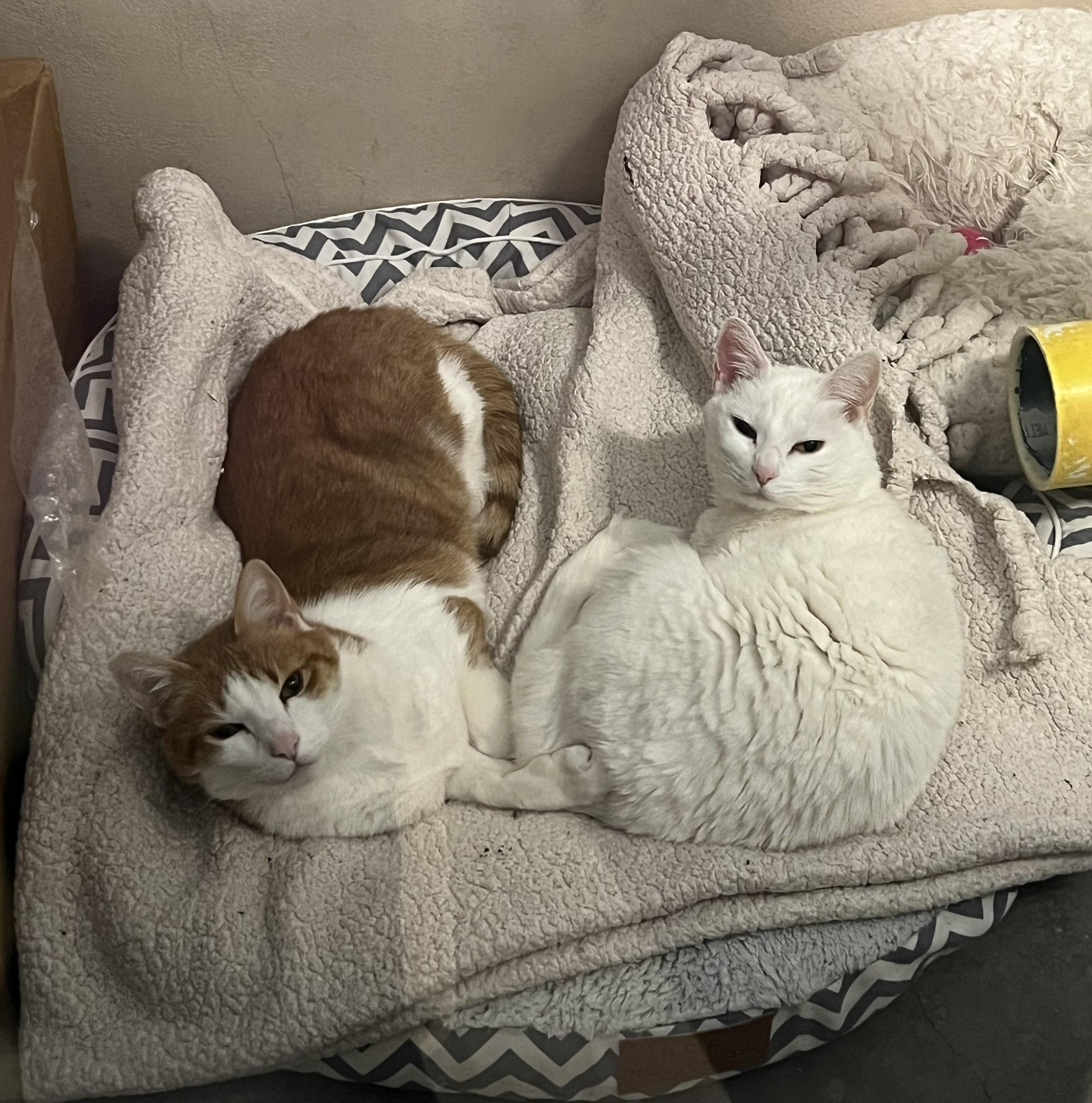 Beauty and Brave, Adoptable, Senior Female Domestic Short Hair.