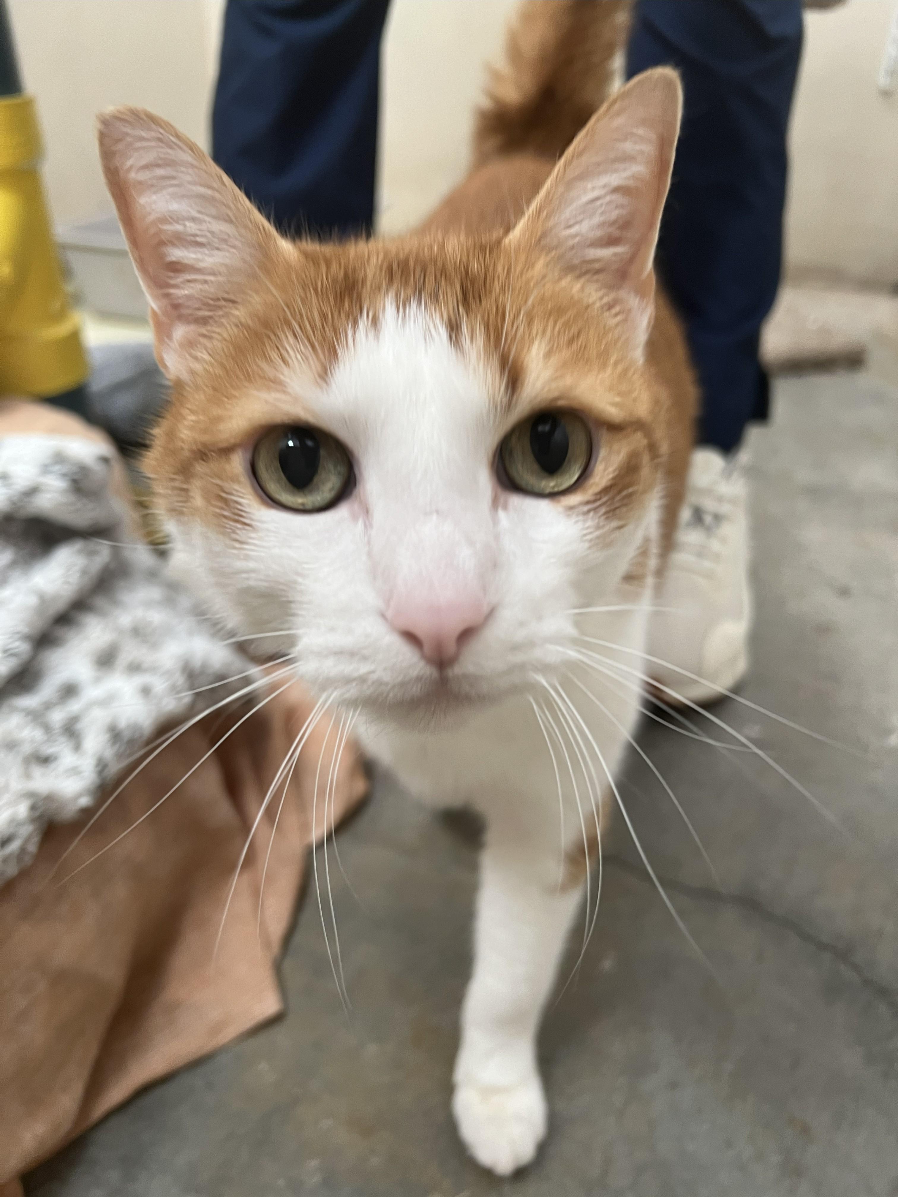 Enlarge Beauty and Brave, a Adoptable mixed breed in Knoxville, TN image 5/6