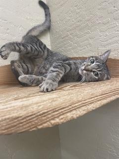 Leafeon, Adoptable, Adult Female Tabby.