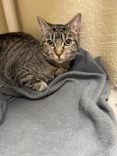 Leafeon, Adoptable, Young Female Tabby.
