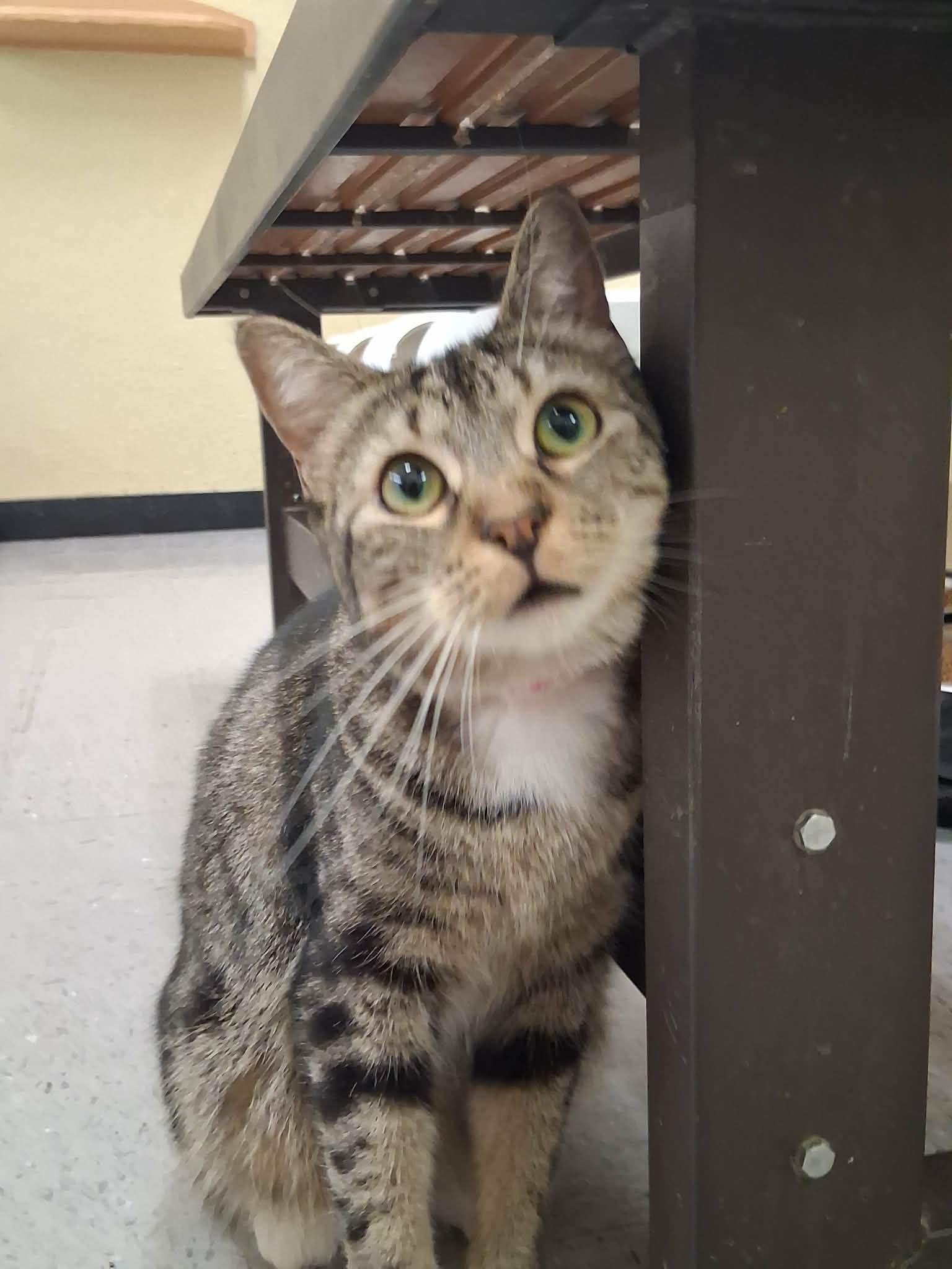 Leafeon, a Adoptable Tabby in Parlier, CA image 2/6