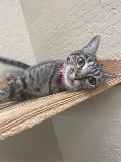 Enlarge Leafeon, a Adoptable Tabby in Parlier, CA image 3/6